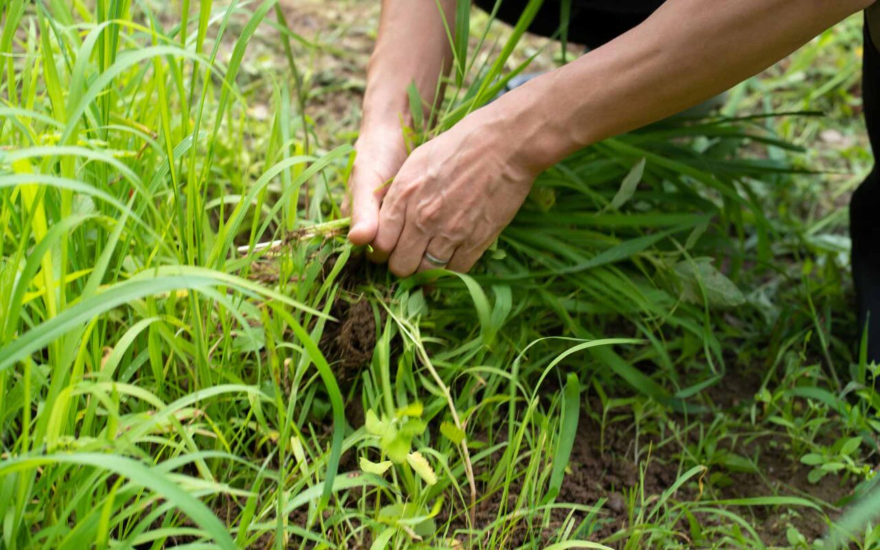 夏の 草むしり は便利屋セイロンお任せ下さい